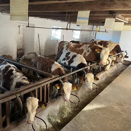 Koglhof Sankt Corona am Wechsel