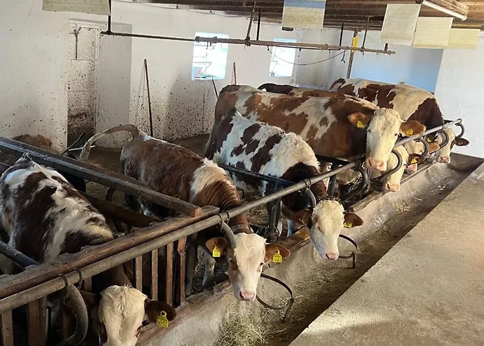 Koglhof St. Corona am Wechsel